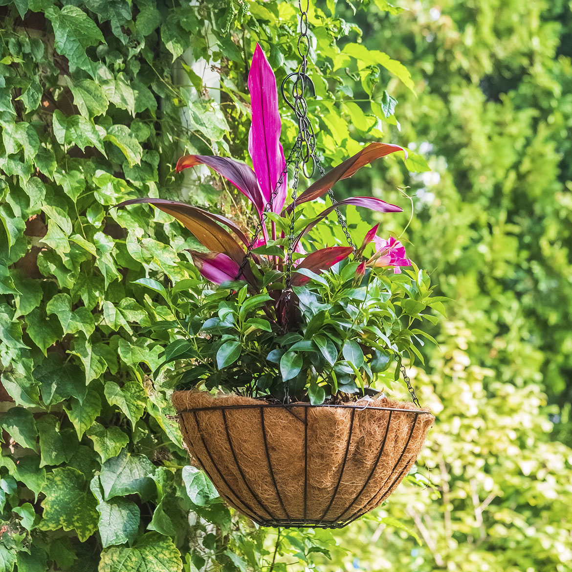 Hanging Baskets